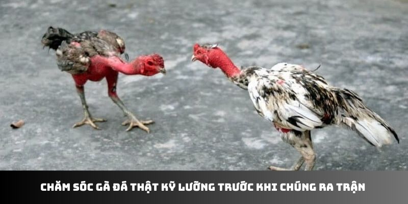 chắm sóc gà đá abc8