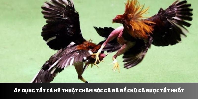 Áp dụng tất cả kỹ thuật chăm sóc gà đá để chú gà được tốt nhất