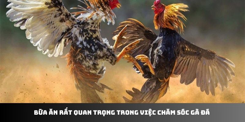 Bữa ăn rất quan trọng trong việc chăm sóc gà đá 