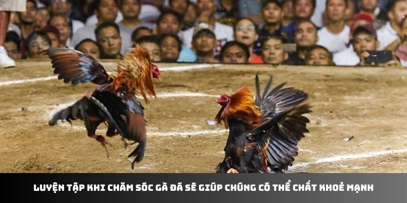 Luyện tập khi chăm sóc gà đá sẽ giúp chúng có thể chất khoẻ mạnh
