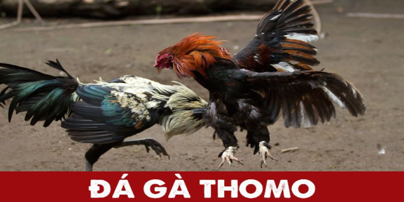 đá gà thomo abc8