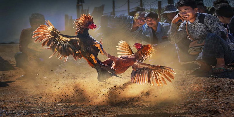 Chi tiết về màu mạng gà chuối trong phong thuỷ