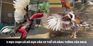mẹo chọn gà đá abc8
