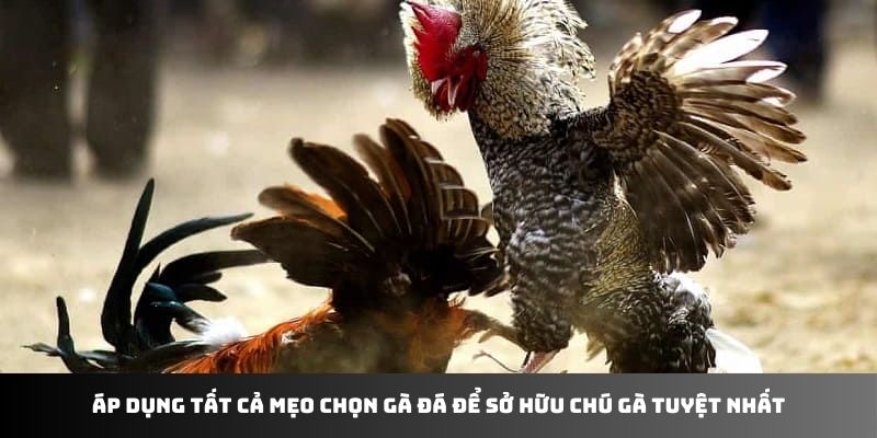 Áp dụng tất cả mẹo chọn gà đá để sở hữu chú gà tuyệt nhất
