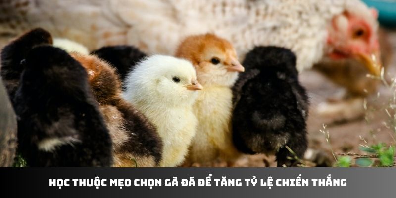 Học thuộc mẹo chọn gà đá để tăng tỷ lệ chiến thắng