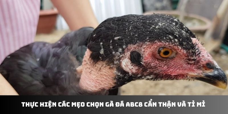 Thực hiện các mẹo chọn gà đá ABC8 cẩn thận và tỉ mỉ 