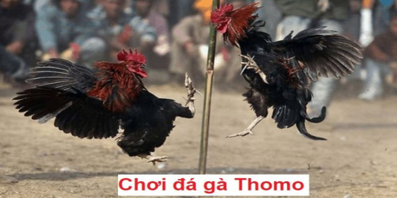 Mẹo hay chiến thắng trong đá gà Thomo